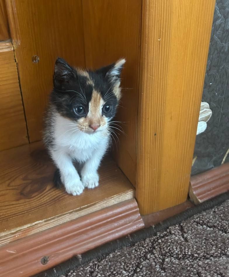 Кошенята в добрі руки