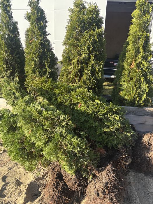 Tuje szmaragd TANIO odbior