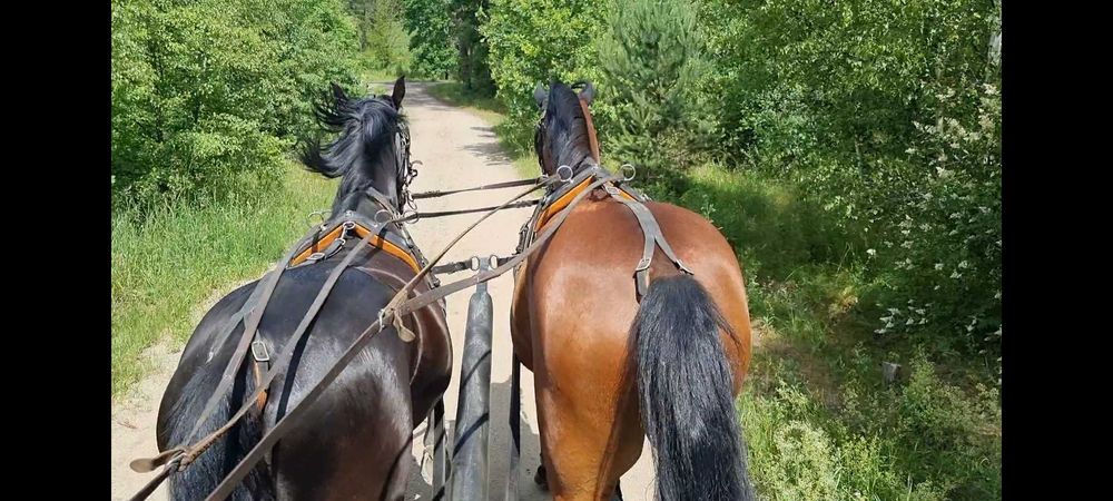 Wałach 6l. SP siodło zaprzęg skoki