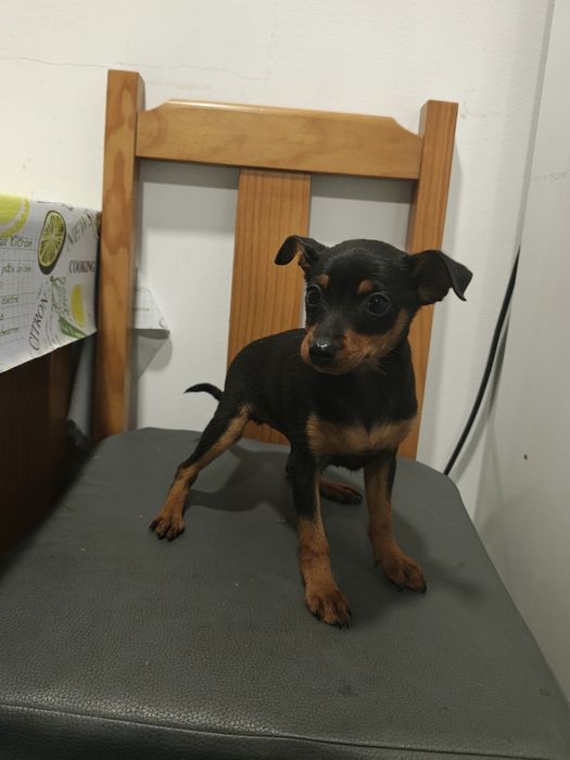 Pinscher macho puro