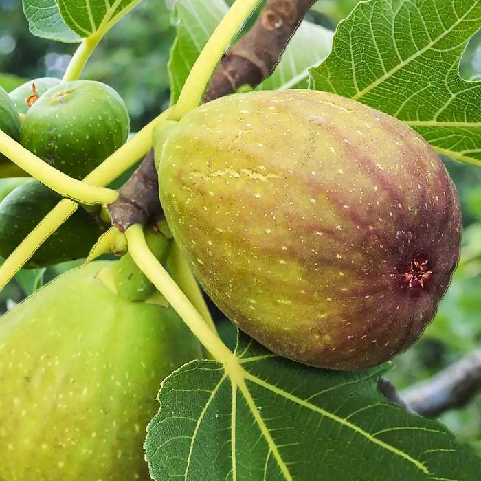 Инжир, Гранат, Азимина