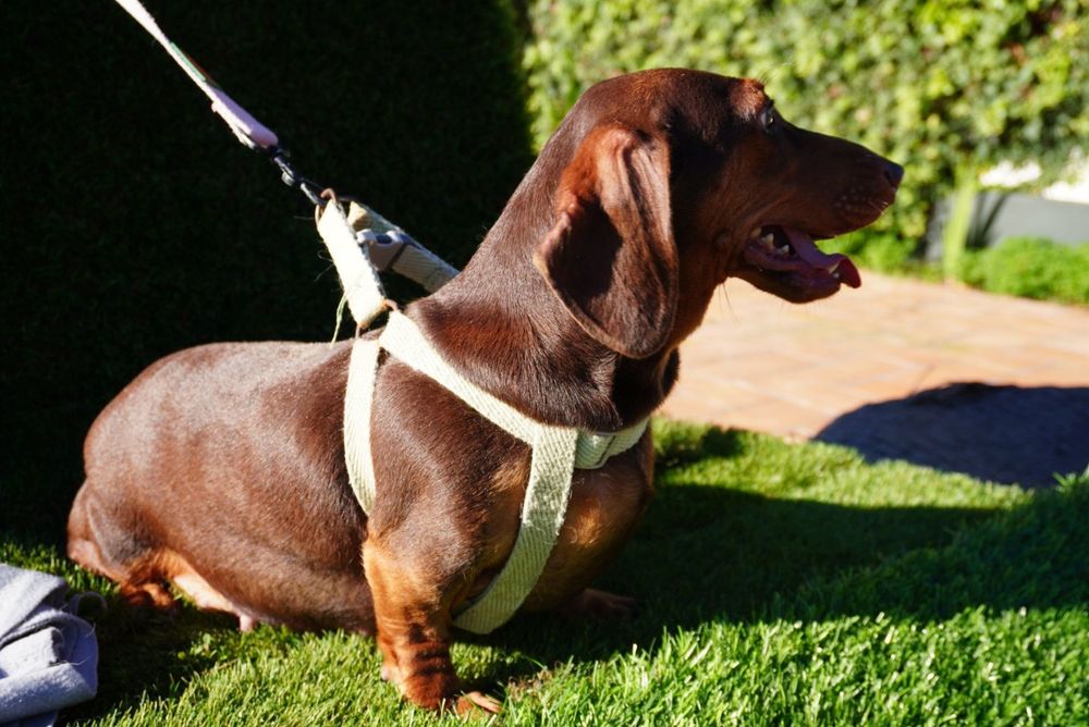 Teckel chocolate mini. Qualidade de top