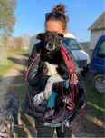 Kochany Sorbet do adopcji, za darmo