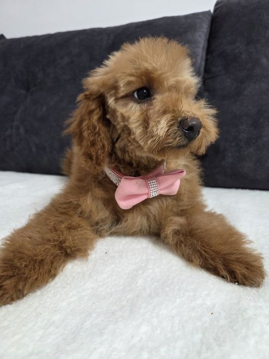 Pudel miniaturka SUCZKA gotowa do odbioruu