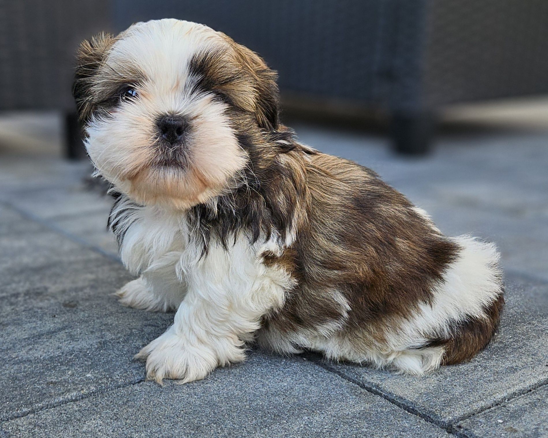 Shih tzu TRI color