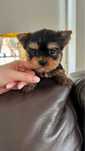 Yorkshire terrier menina mini