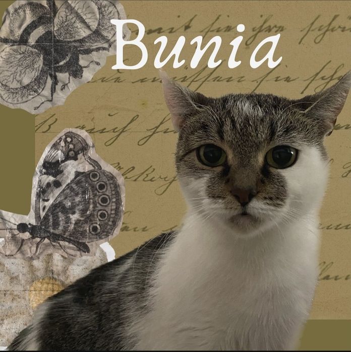 Młoda Bunia do adopcji