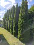 Thuja szmaragd za darmo