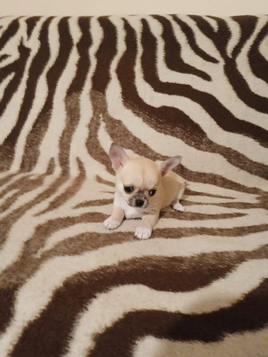 Malutka dziewczynka chihuahua