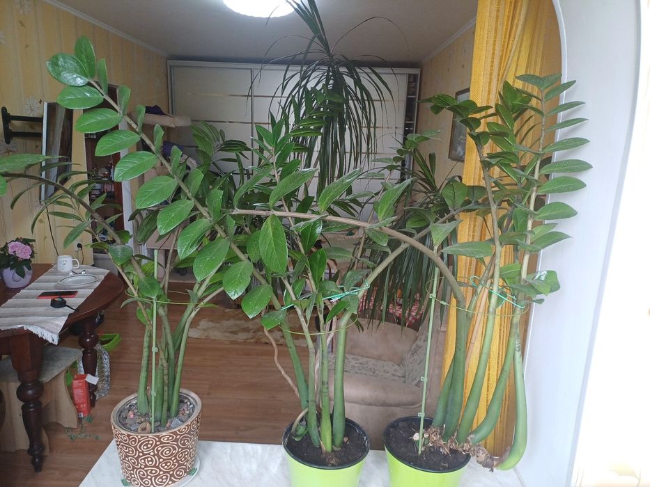 Замеокулькас растения комнатые цветы