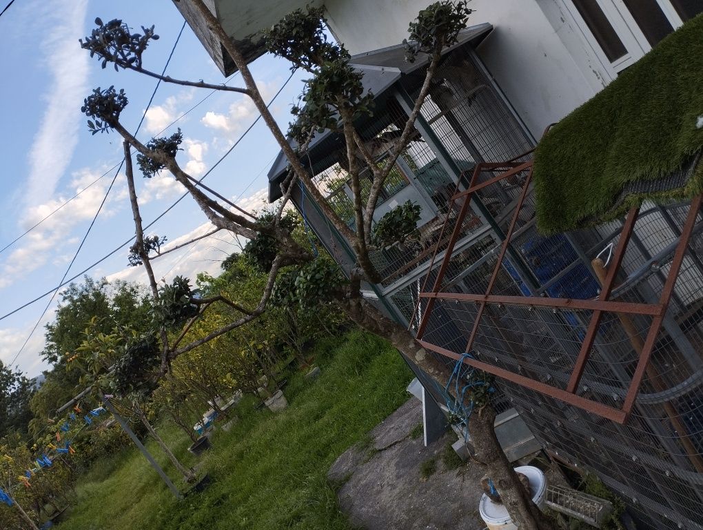 Vendo oliveira de jardim