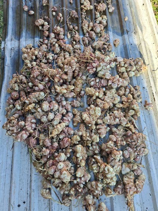 Topinambur bulwiasty