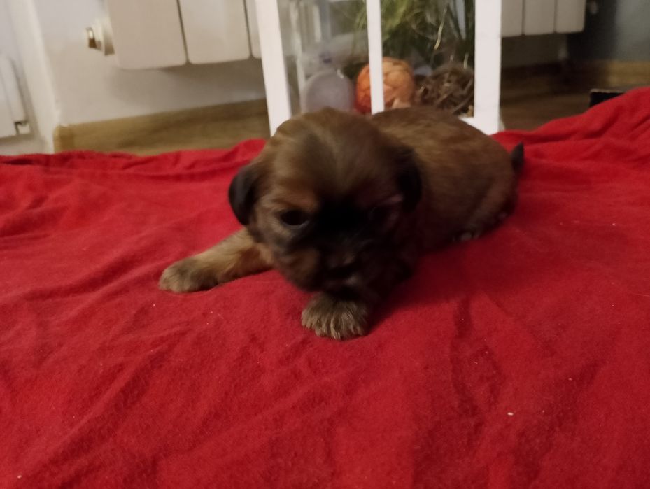 Shih Tzu szczeniak,piesek.