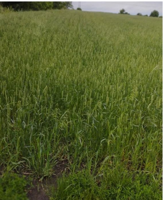 Продаю земельну ділянку