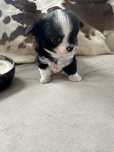 Chihuahua sunia dlugowlosa do odbioru