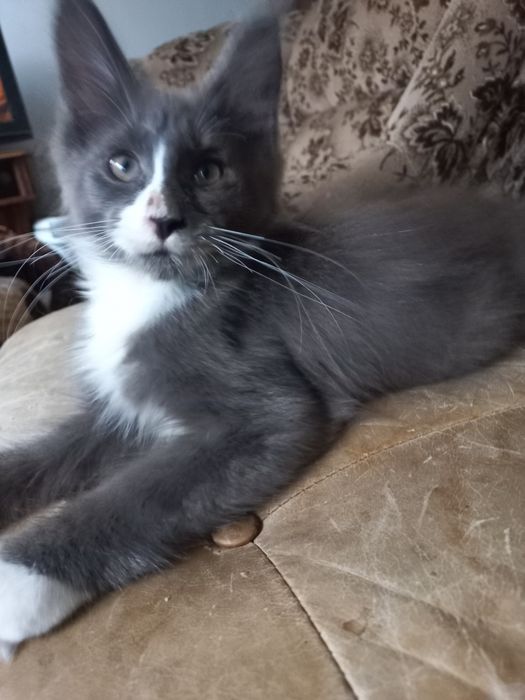 Kocurek Maine Coon