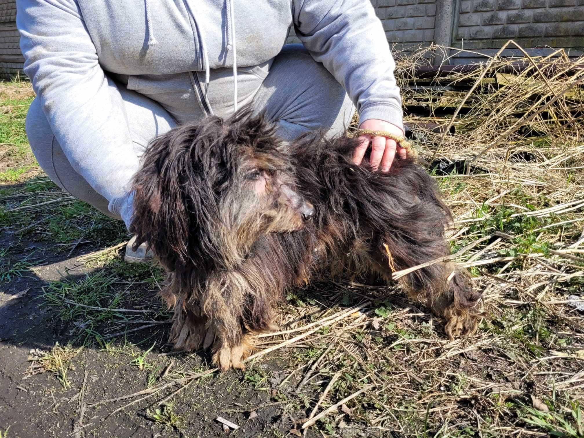 Zaniedbany, malutki DZIADZIO pilnie szuka domu !!