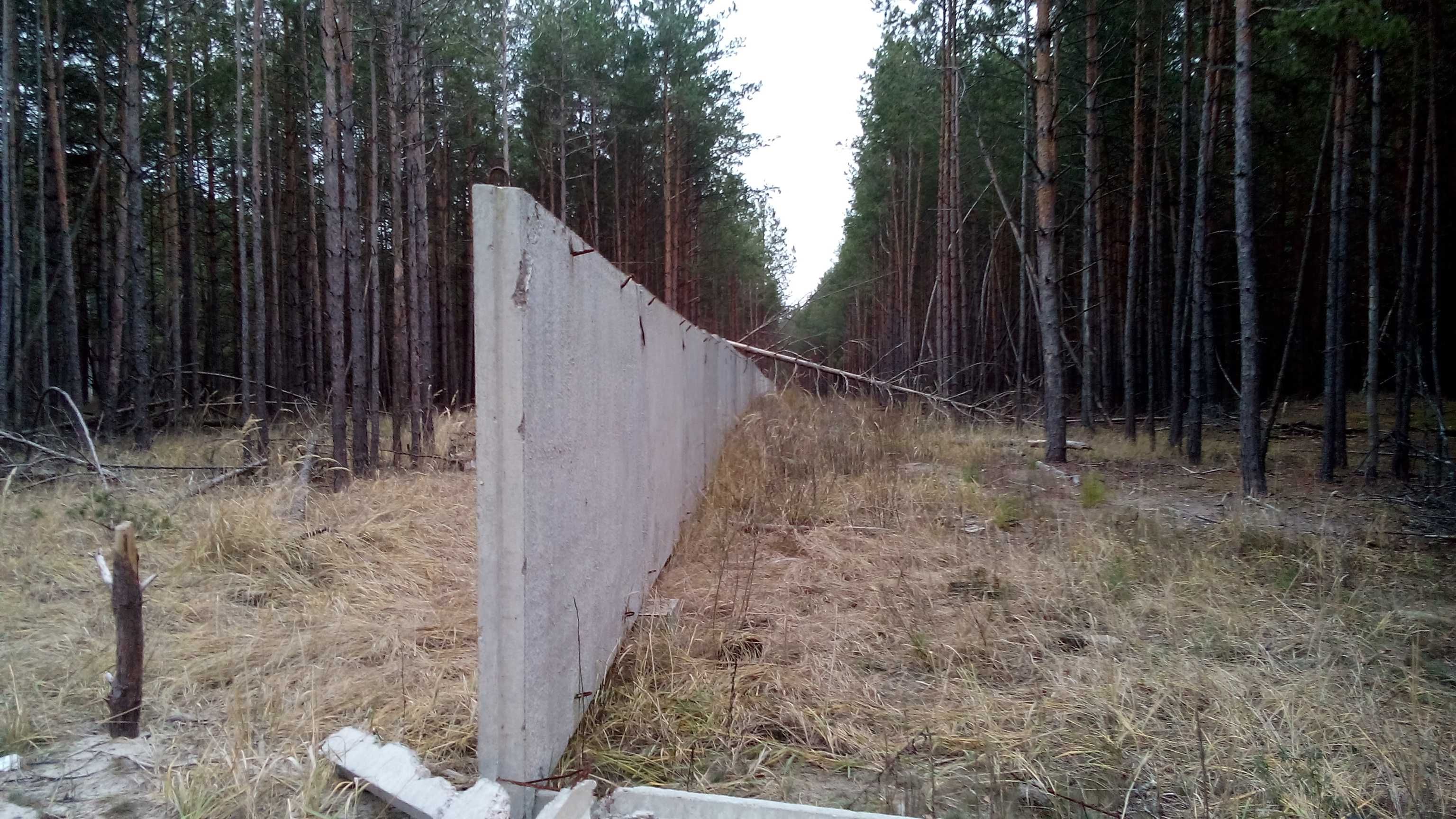 Перша лінія Київського моря, ліс