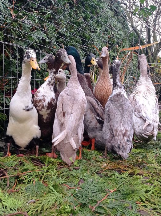 Biegus indyjski, biegusy, kaczki ozdobne, pary