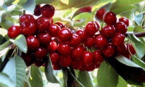 Drzewka czereśni Producent