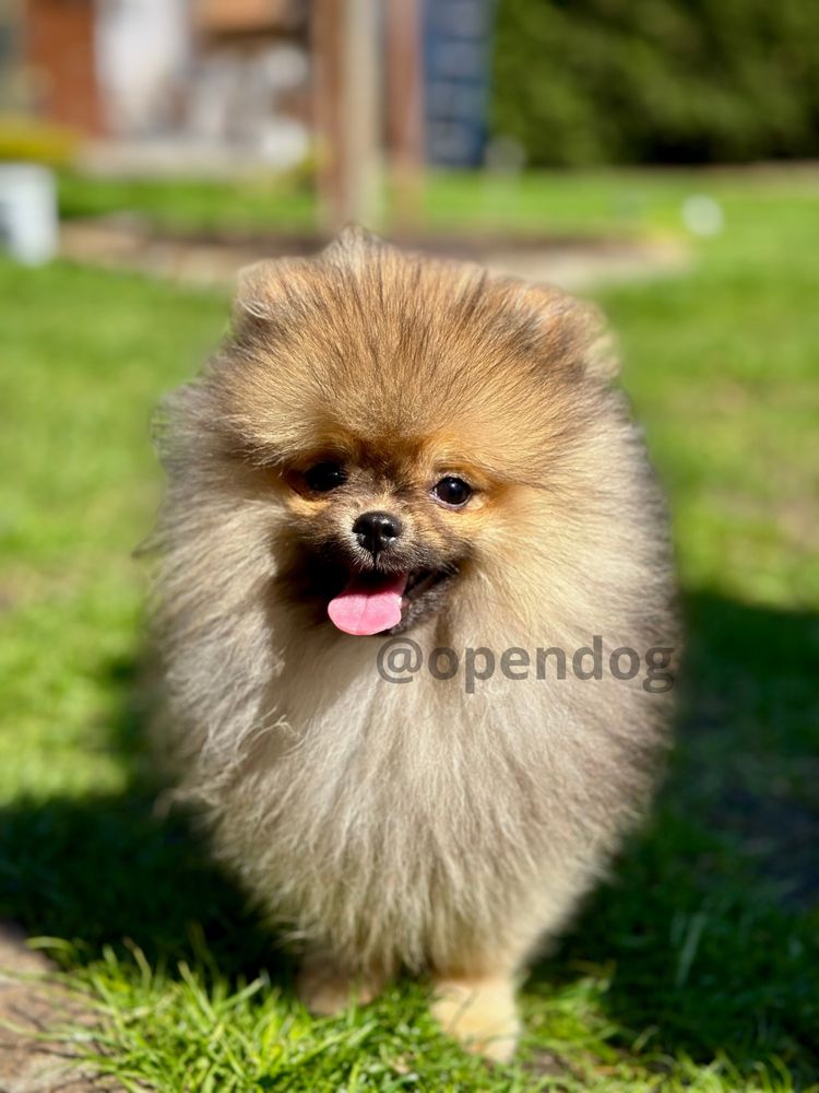 Szpic miniaturowy POMERANIAN wybitny PIESEK gotowy DO ODBIORU