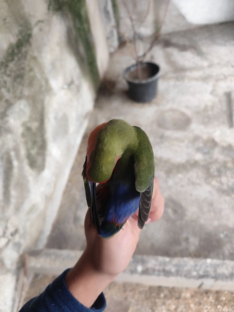 Agapone para venda outra