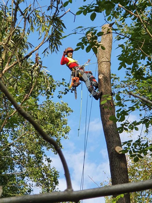 Wycinka drzew, pielęgnacja drzew, czyszczenie działek, usługi rębakiem