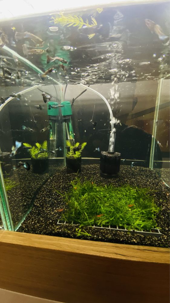 Vendo Guppys e camaroes, criaçao propria