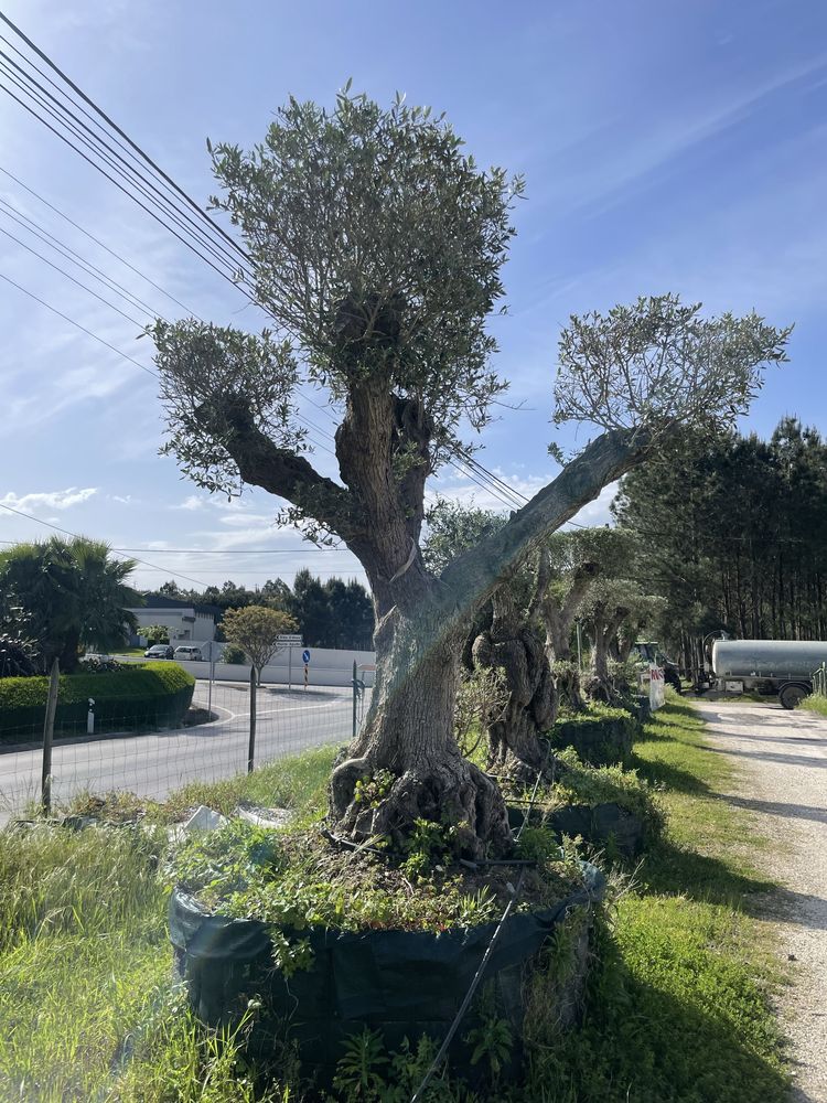 Vende-se Oliveiras