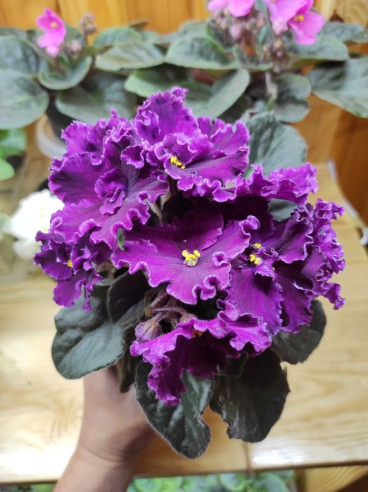 Дітки сортових фіалок, стартери, листочки