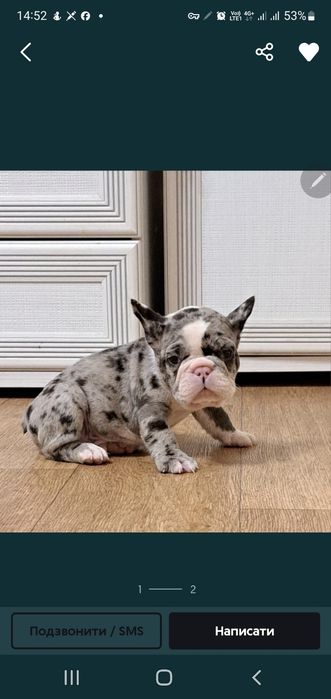 Вязка французский бульдог