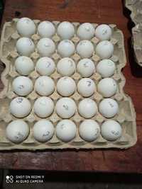 Інкубаційне яйце Легорн Угорщина