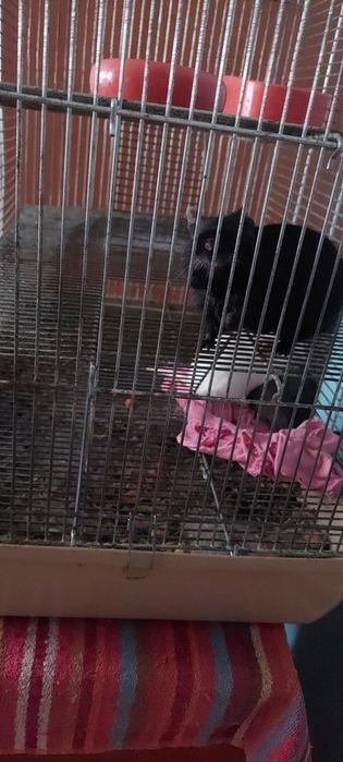 Oddam za darmo 3 Koszatniczki