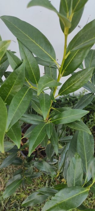 Laurowiśnia do 140cm. WYPRZEDAŻ!!!