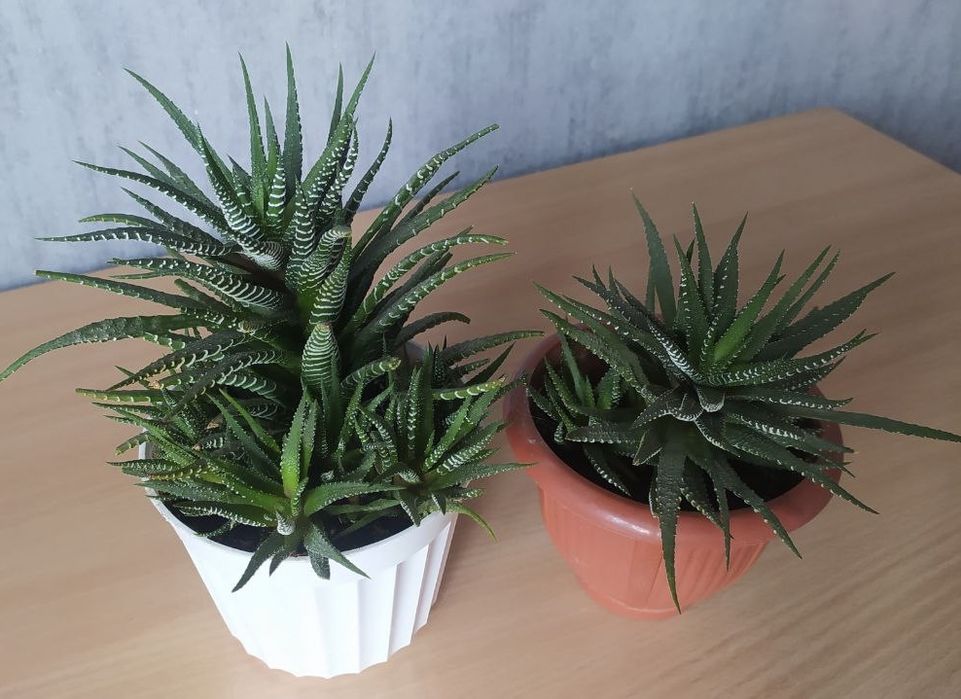 Хавортия сукулент 2 шт Хавортія