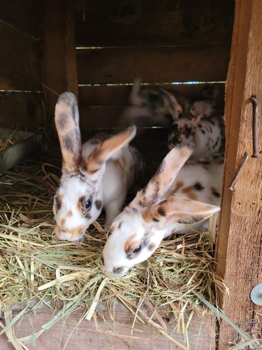 Króliki rex trójbarwny