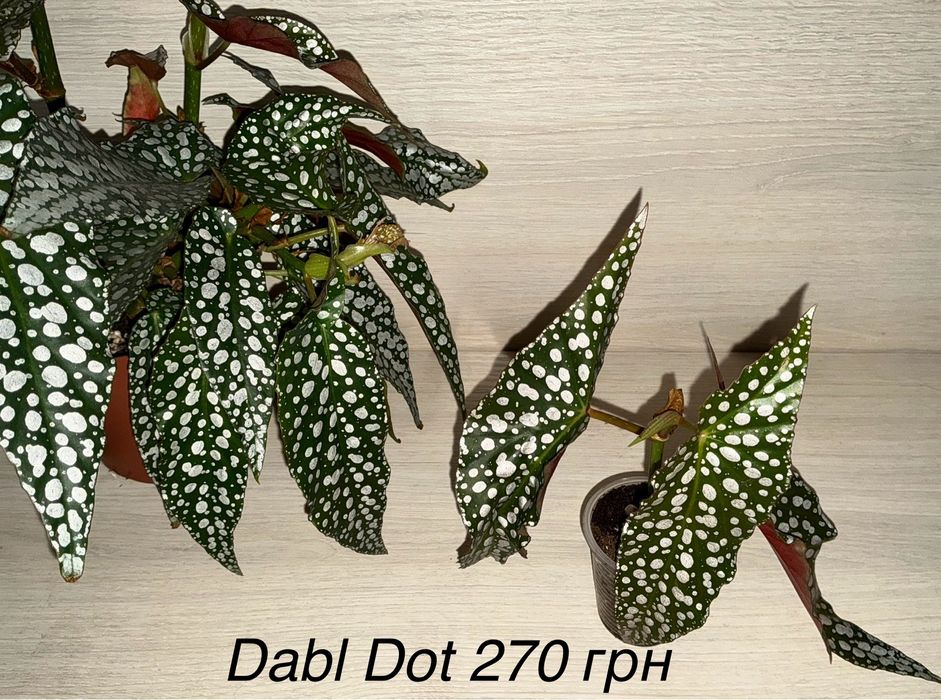 Бегоніі підрощені та дорослі