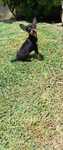 Cão pincher mini