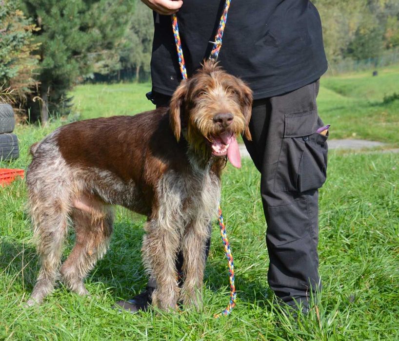 Charlie w typie wyżła szuka fajnego domu !