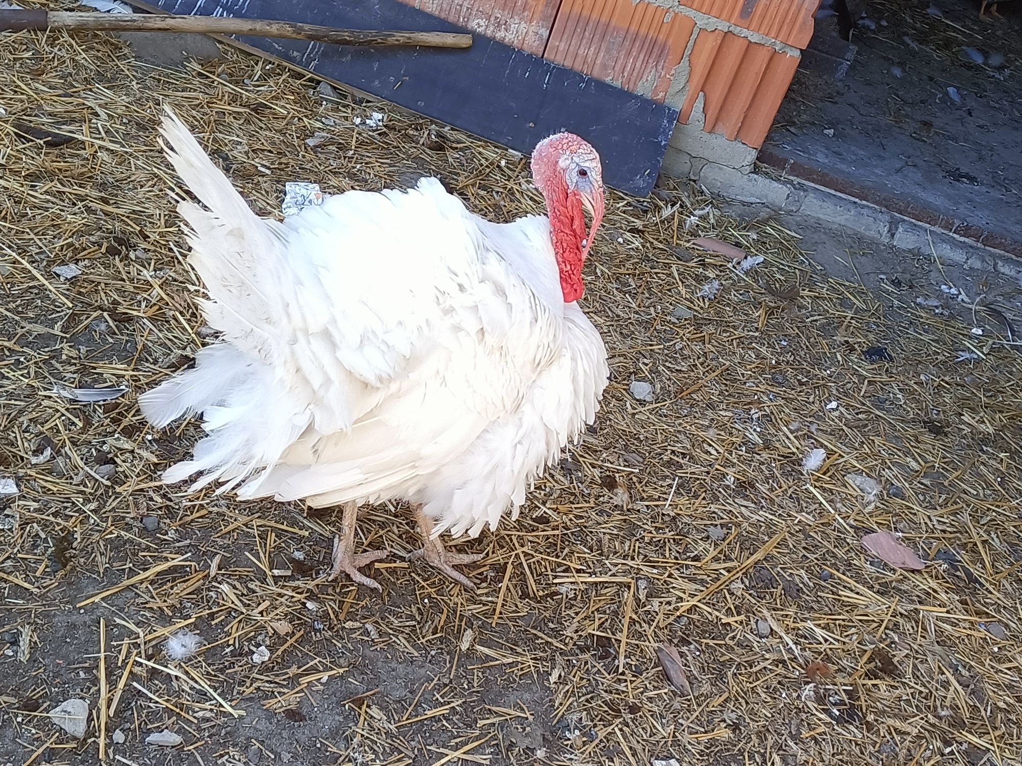 Indyk.     biały