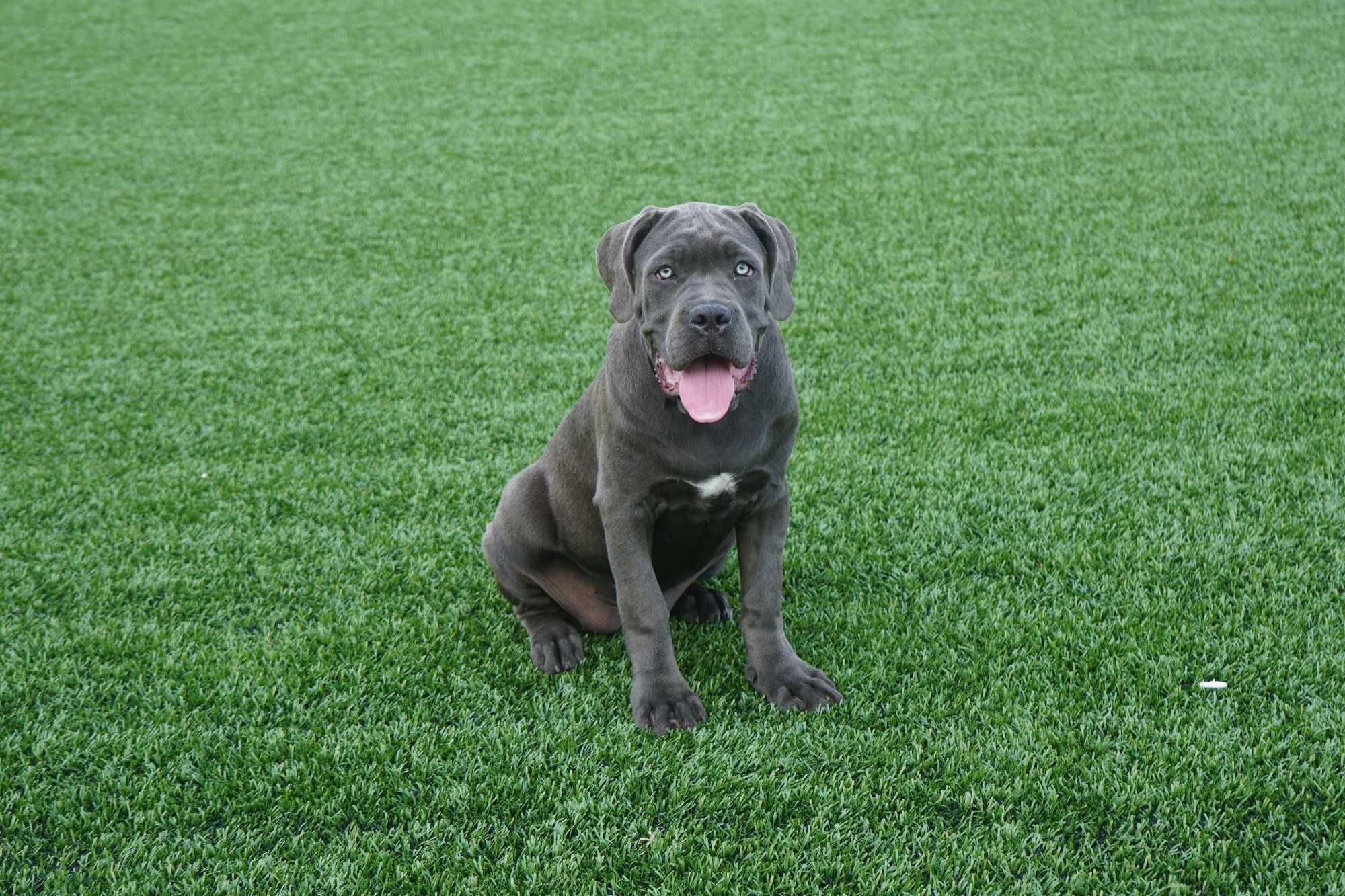 Sunia Cane Corso ZKwP / FCI