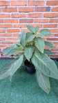 Datura brugmensja