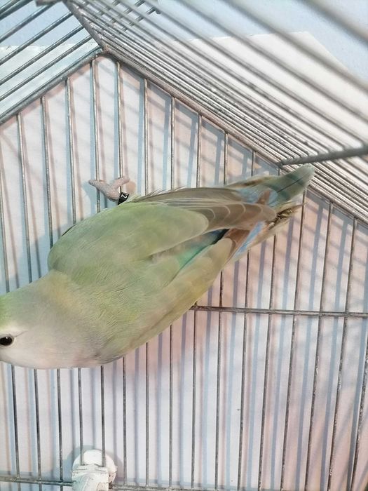 Agarponis rosicolas long.