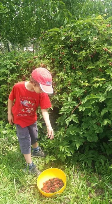 Pés ( planta)de amoras pretas; excelente qualidade