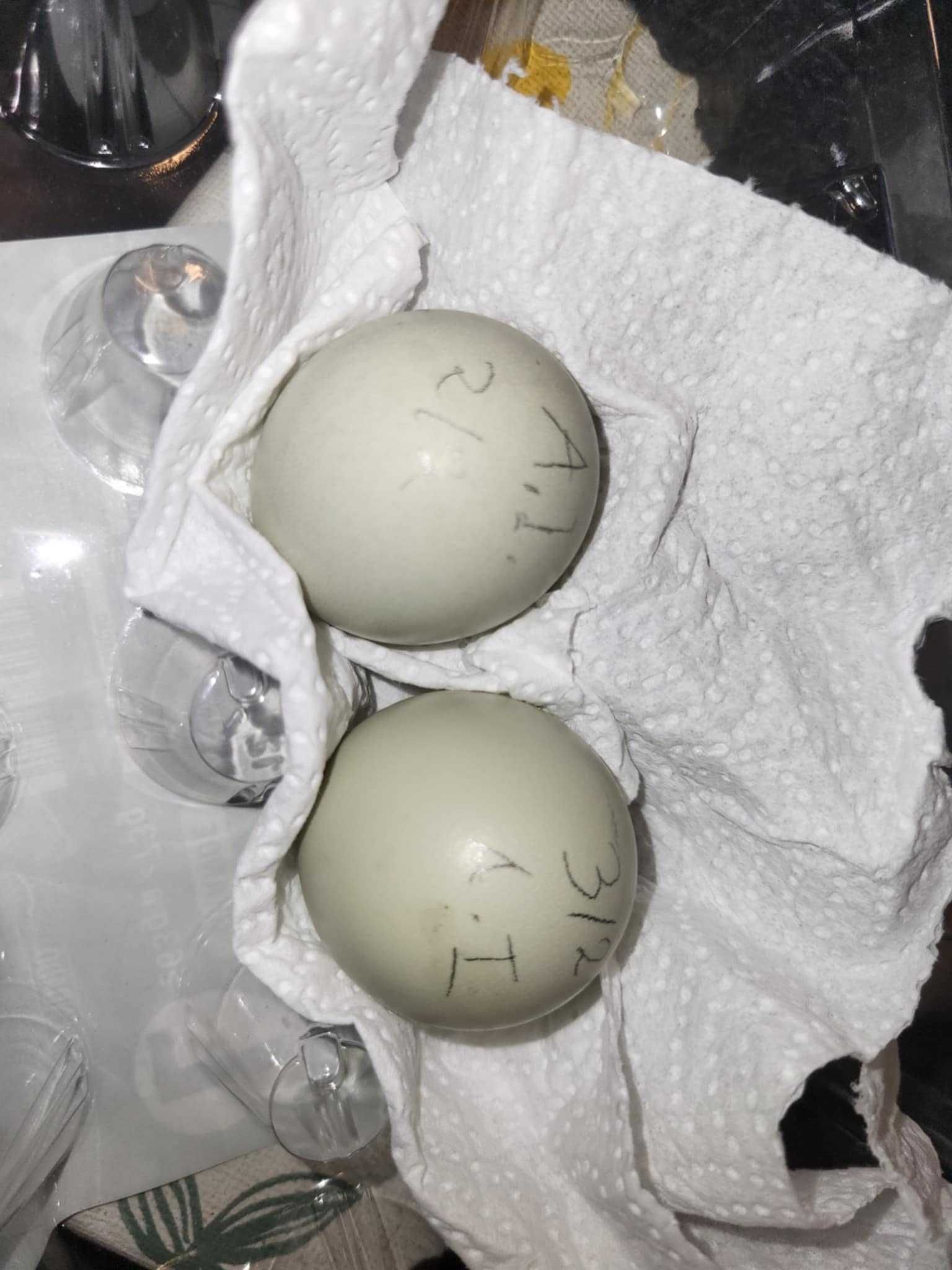 Ovos galados de araucana inglesa