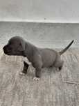 Wspanialy amstaff blue