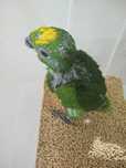Amazonas ochrocephala