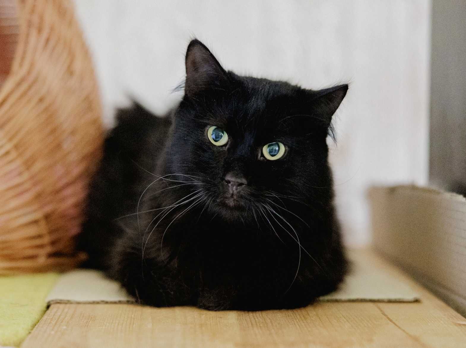 Кубік — неймовірно милий і скромний котик (кіт, 1 рік, кастрований)