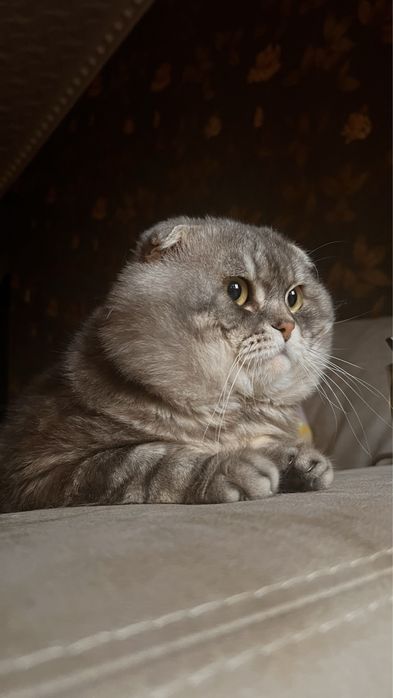 Тимофей. Шотландский вислоухий кот, вязка