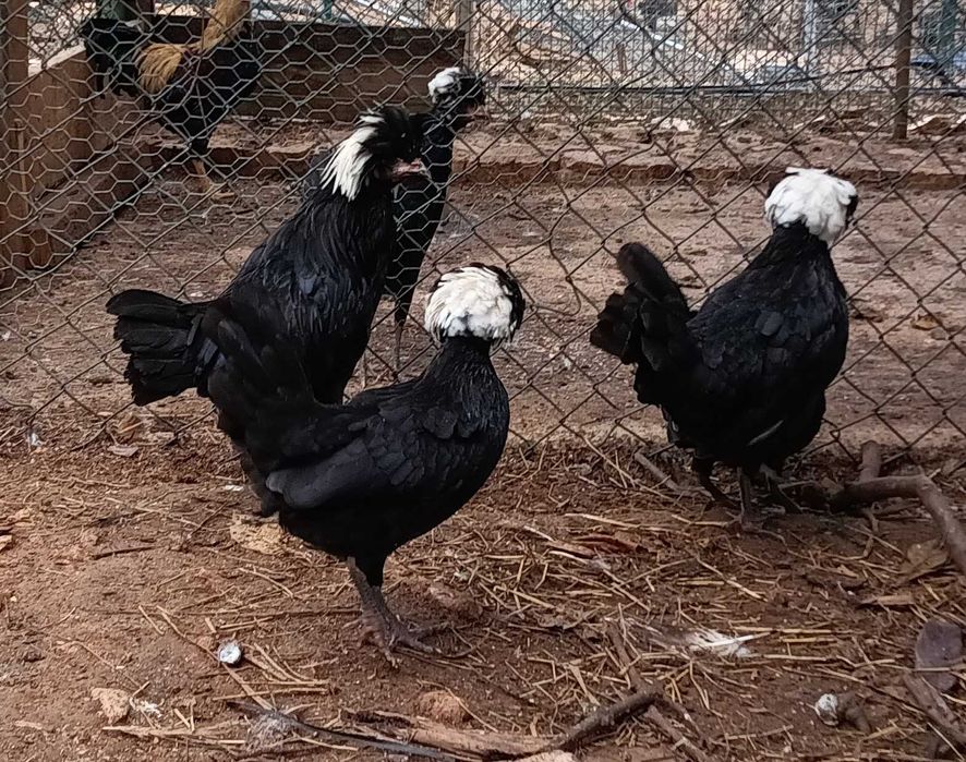Galos e galinhas Poloneses
